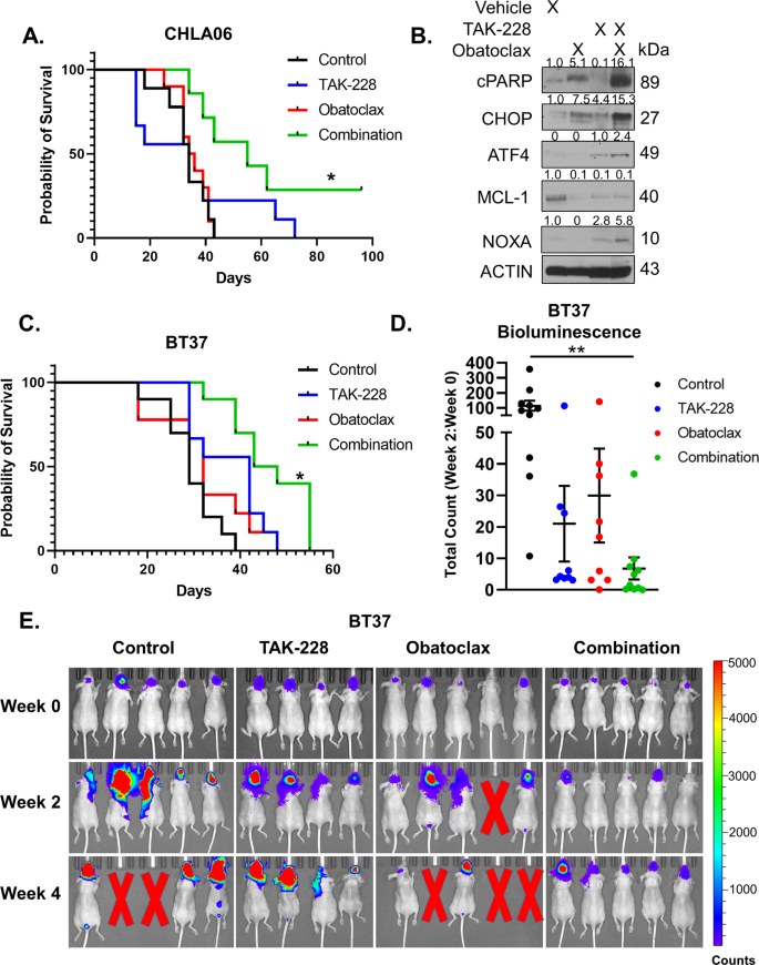 Fig. 8: TAK-228 combines with Obatoclax to slow tumor growth and extend survival in mice bearing AT/RT orthotopic xenografts.