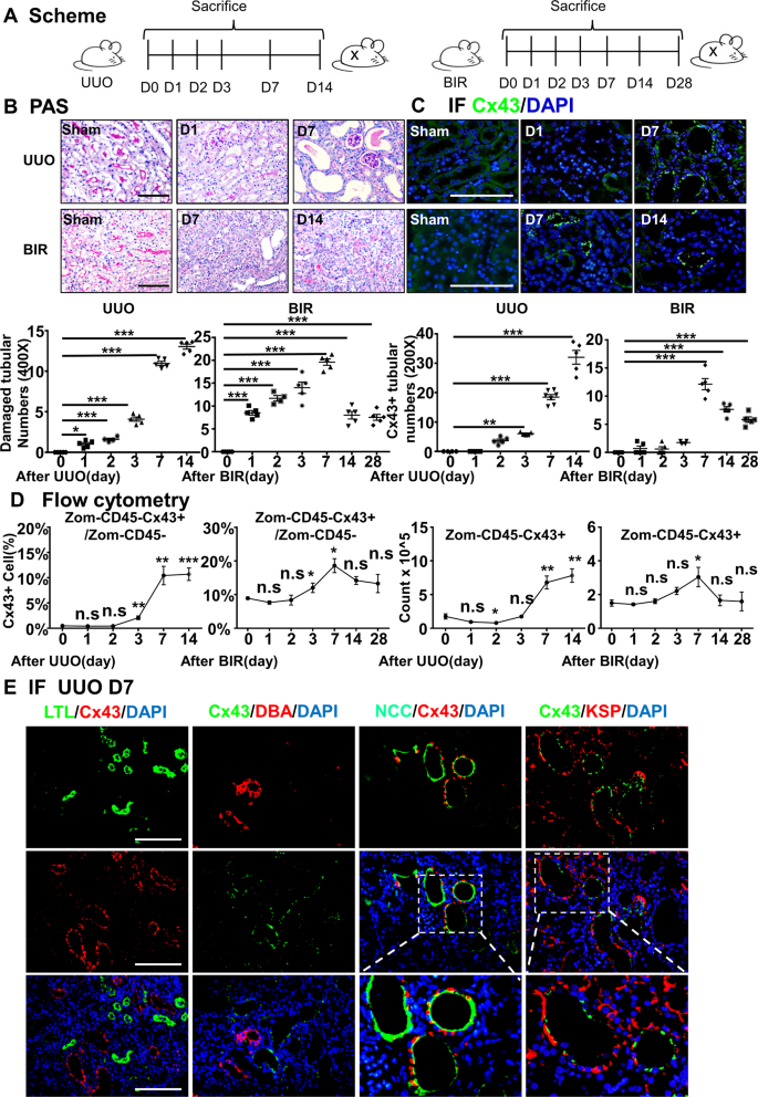 Fig. 1: The expression of Cx43 correlates with the severity of kidney injury.