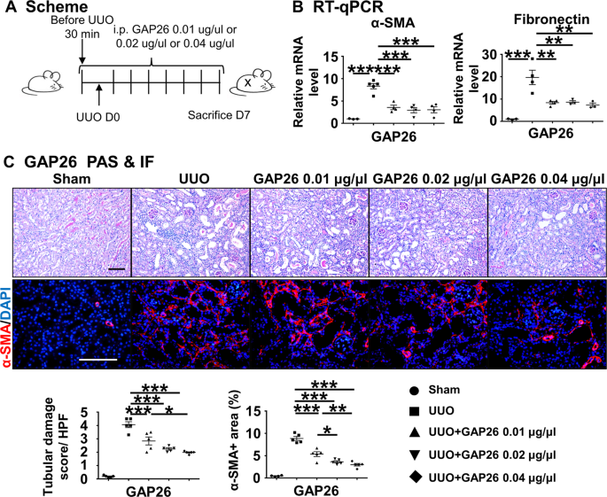 Fig. 2: Cx43 hemichannel blocker attenuates kidney injury and RIF after UUO.