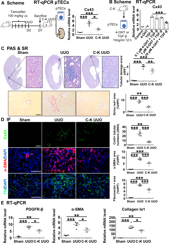 Fig. 3: Knockout the Cx43 gene of TECs prevents UUO-induced renal injury and RIF.