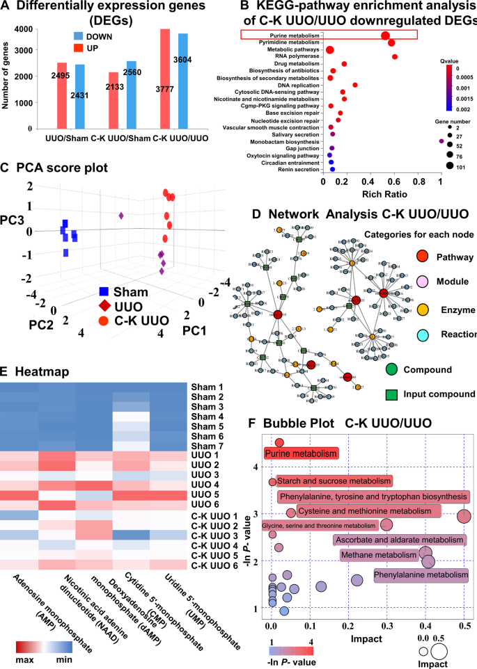 Fig. 4: Transcriptomics and Metabolomics of C-K UUO mice revealed that knockout of Cx43 gene mainly affects the accumulation of purine substances in TECs.