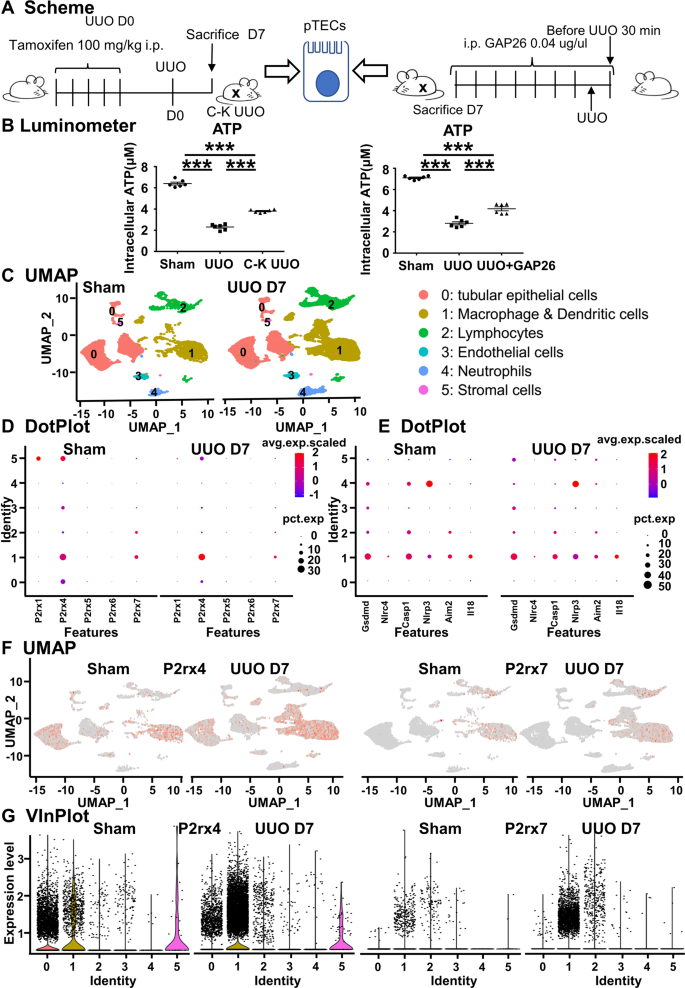 Fig. 5: The Cx43 hemichannel of TECs mediate ATP outflow and ATP receptor analysis.