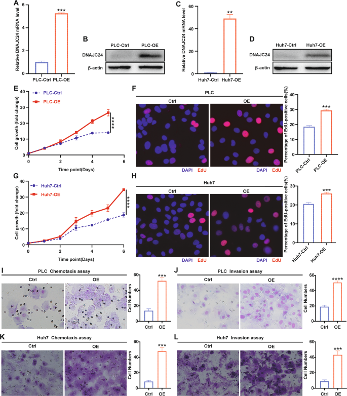 Fig. 2: DNAJC24 promotes proliferation and motility of HCC cells in vitro.