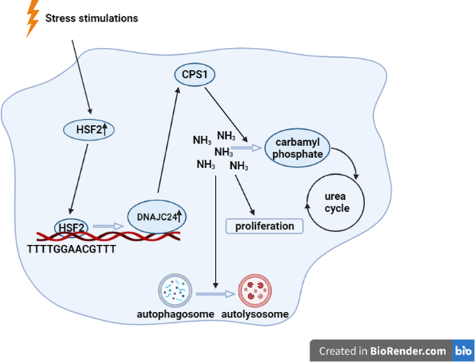 Fig. 7: Schematic model of research conclusions.