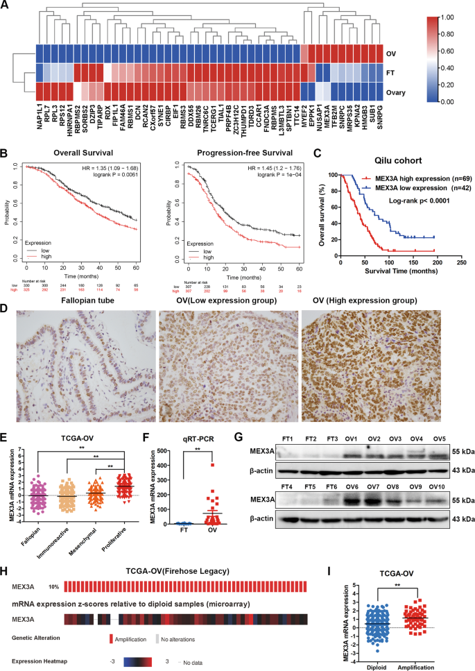 Fig. 1: MEX3A is upregulated in ovarian cancer and correlates with poor prognosis.