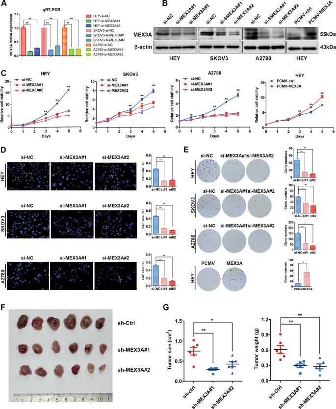 Fig. 2: MEX3A knockdown inhibits the cell proliferation and tumor growth of ovarian cancer cells in vitro and in vivo.