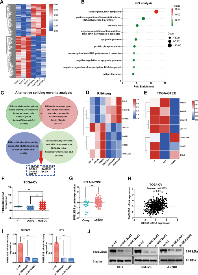 Fig. 4: Identification of key downstream target genes of MEX3A through RNA-seq.