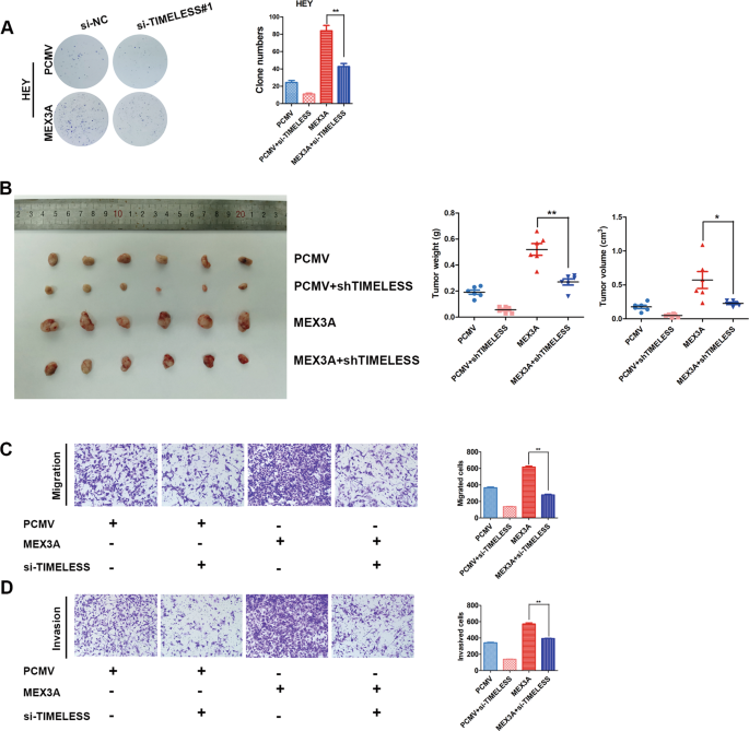 Fig. 6: TIMELESS knockdown reversed the biological effects caused by MEX3A overexpression.