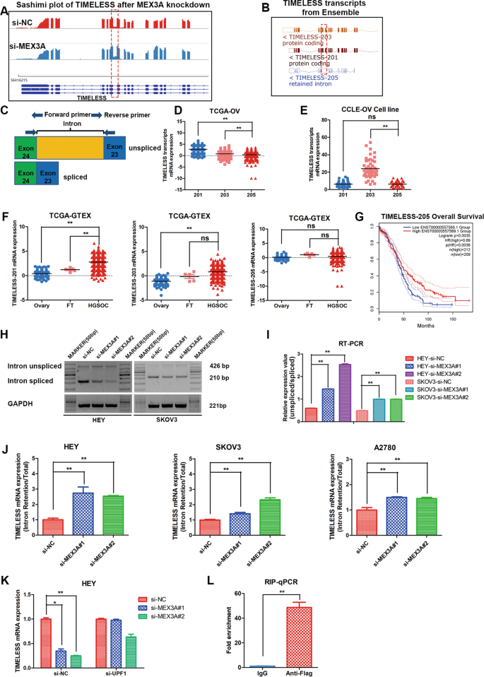 Fig. 7: MEX3A regulates the expression of TIMELESS mRNA in an NMD-dependent manner.