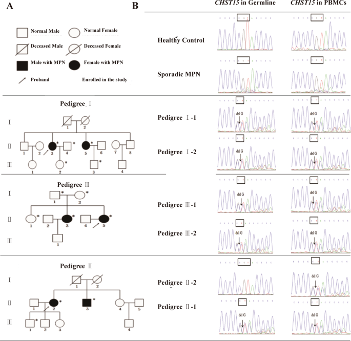 Fig. 1: Pedigrees of the three families MPN and identification of somatic and germline mutation in CHST15 gene.