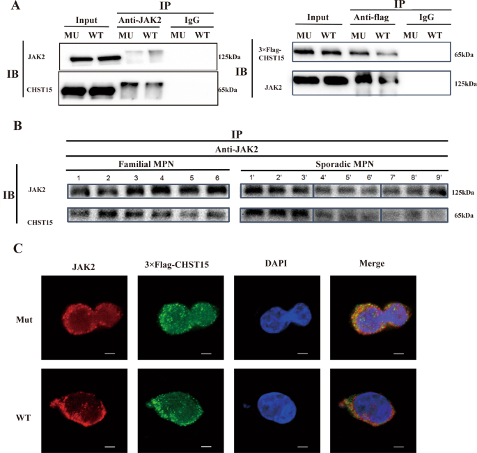 Fig. 6: JAK2/CHST15 complex formation.