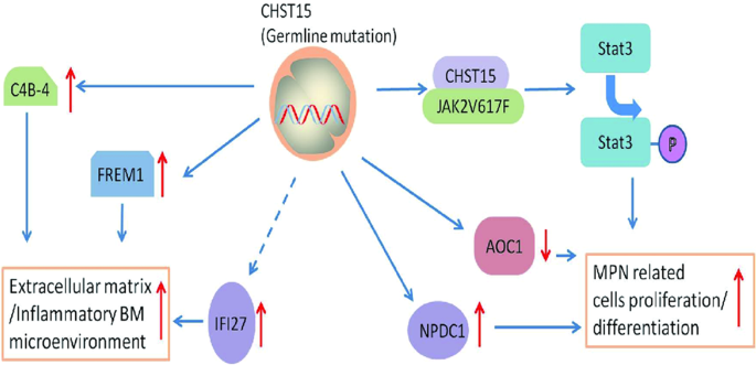 Fig. 7: A diagram of gene regulatory network for describing the possible mechanism in familial MPN with germline CHST15 mutation resulting in the dysregulation of MPN cells proliferation, differentiation and BM microenvironment unbalance.
