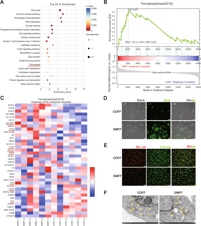 Fig. 1: EMFF-induced granulosa cell ferroptosis.