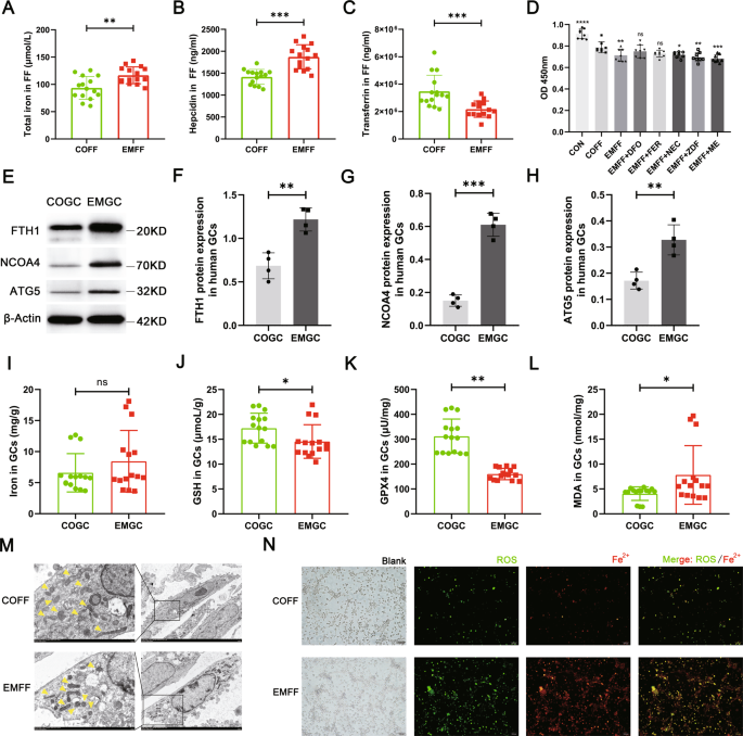 Fig. 2: Iron-overloaded EMFF induced ferritinophagy-dependent ferroptosis in granulosa cells.