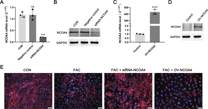 Fig. 3: NCOA4-overexpressing and -silent.