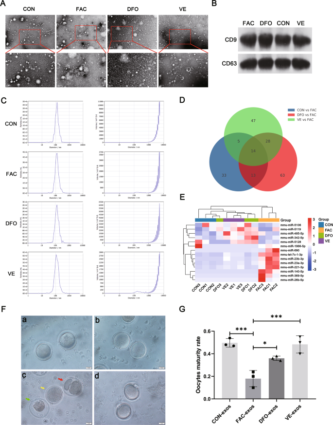 Fig. 4: Characterization of exosomes from mouse granulosa cell and their effects on oocytes under different conditions.