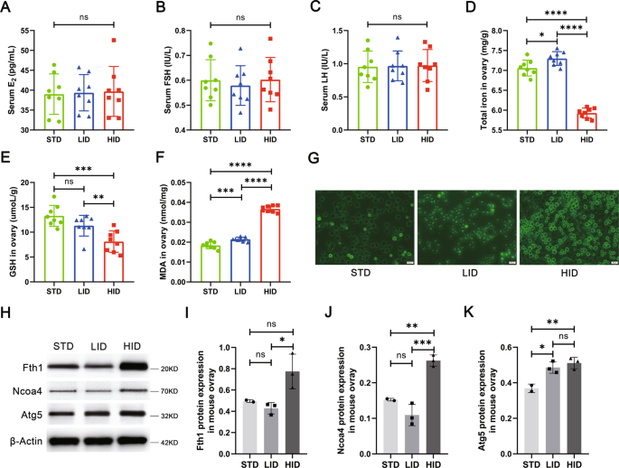 Fig. 5: Construction of an iron overload mouse model.