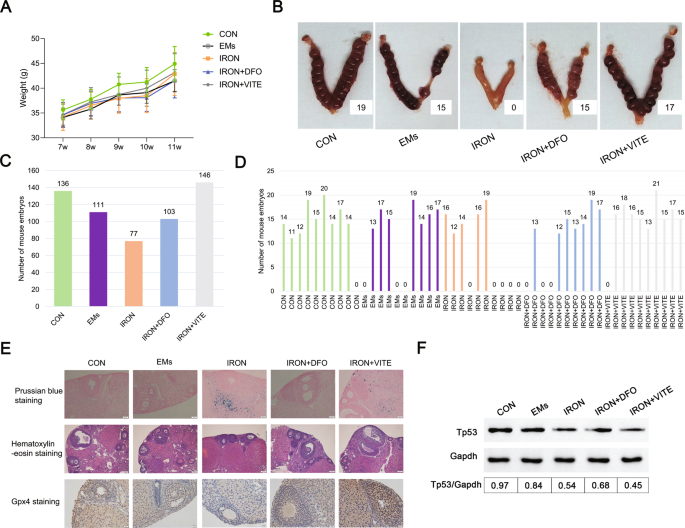 Fig. 6: EMs combined with iron overload modeling affected mouse pregnancy.