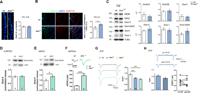 Fig. 5: In ATM deficient condition the increased kainate receptors localize at the pre-synapse but do not participate to glutamate release probability.