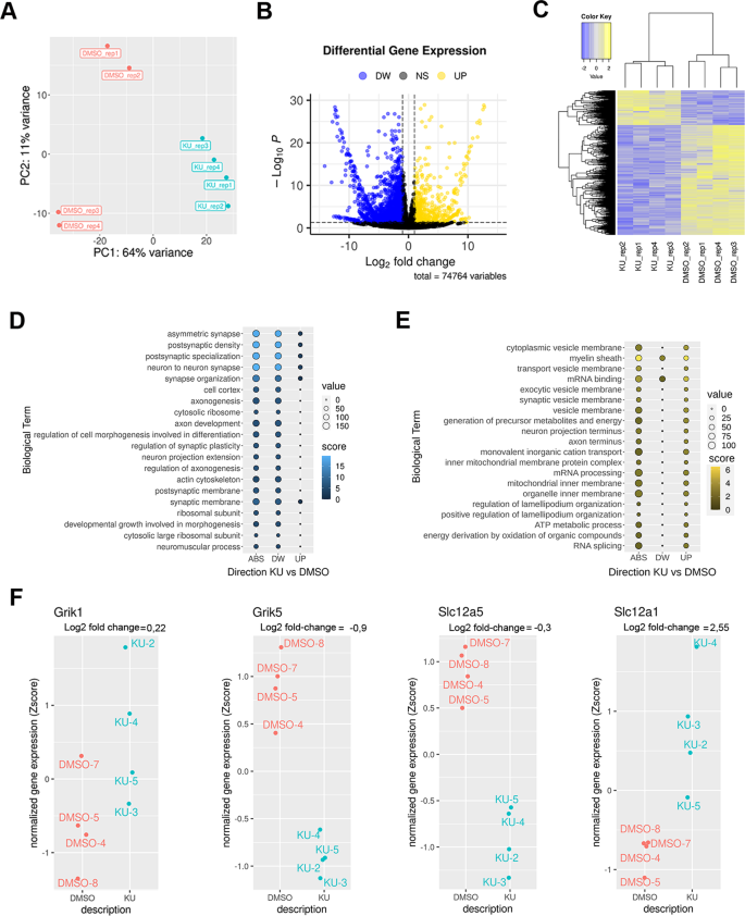 Fig. 6: RNA sequencing analysis in hippocampi of wt mice treated with KU55933.
