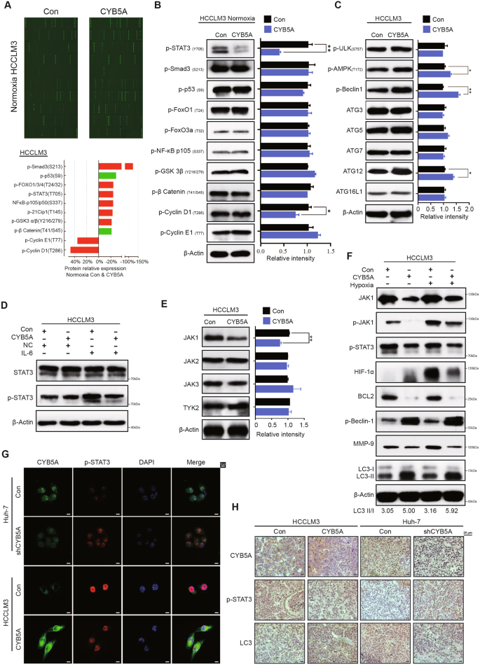 Fig. 4: CYB5A promotes autophagy by inhibiting the STAT3 signaling pathway.