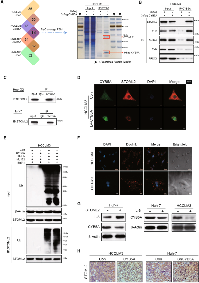 Fig. 5: CYB5A inhibits the STAT3 signaling pathway by inhibiting STOML2.