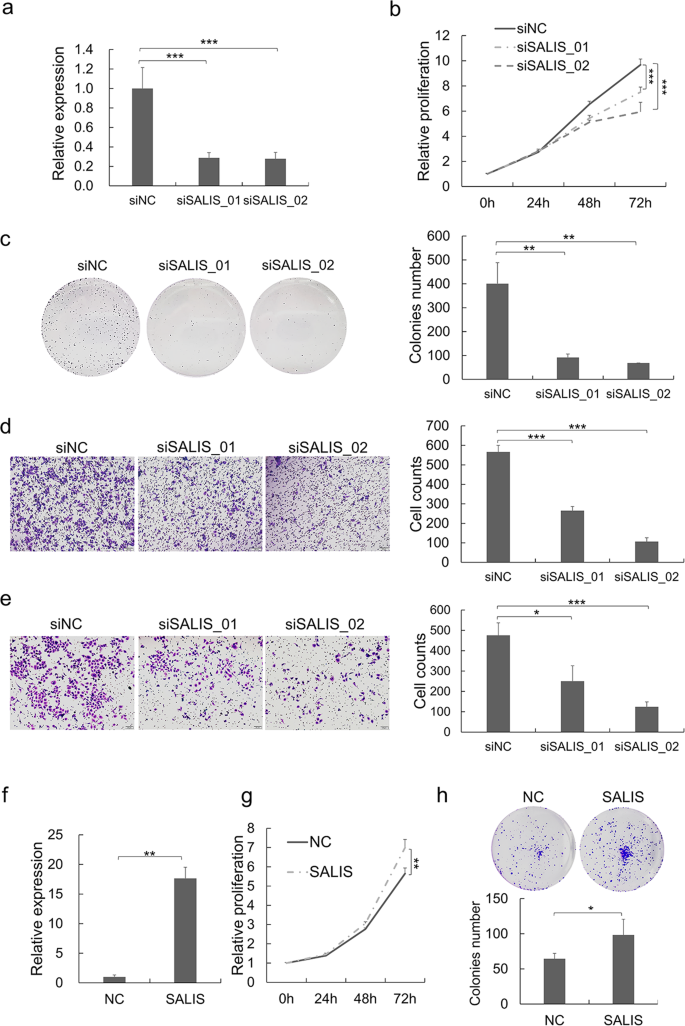 Fig. 2: SALIS promotes cell proliferation, migration, and invasiveness in HCC cells.