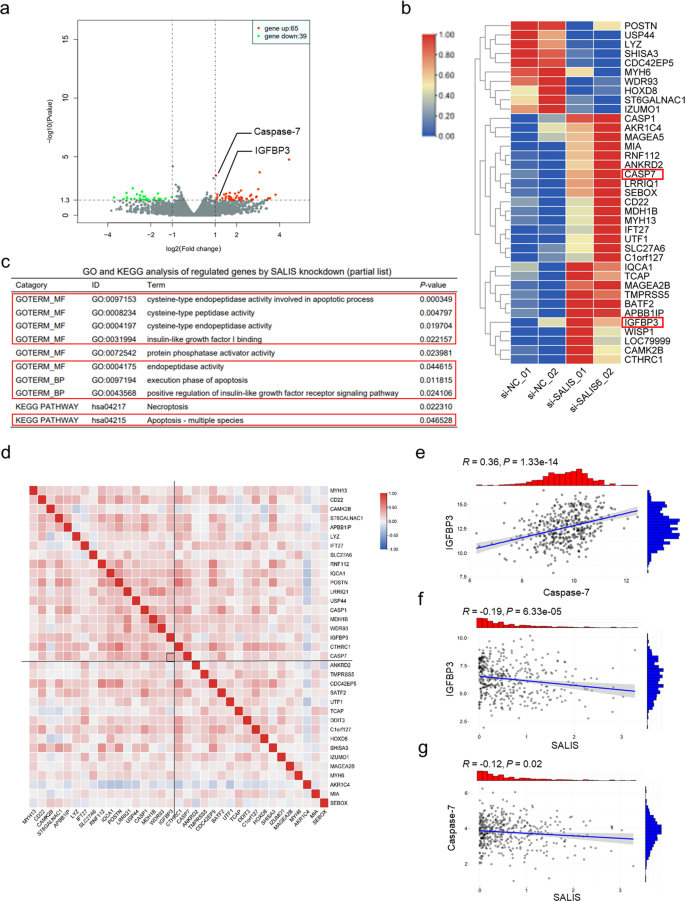 Fig. 3: Genome-wide analysis of SALIS-regulated transcriptomic variations by RNA-Seq in HepG2 cells.