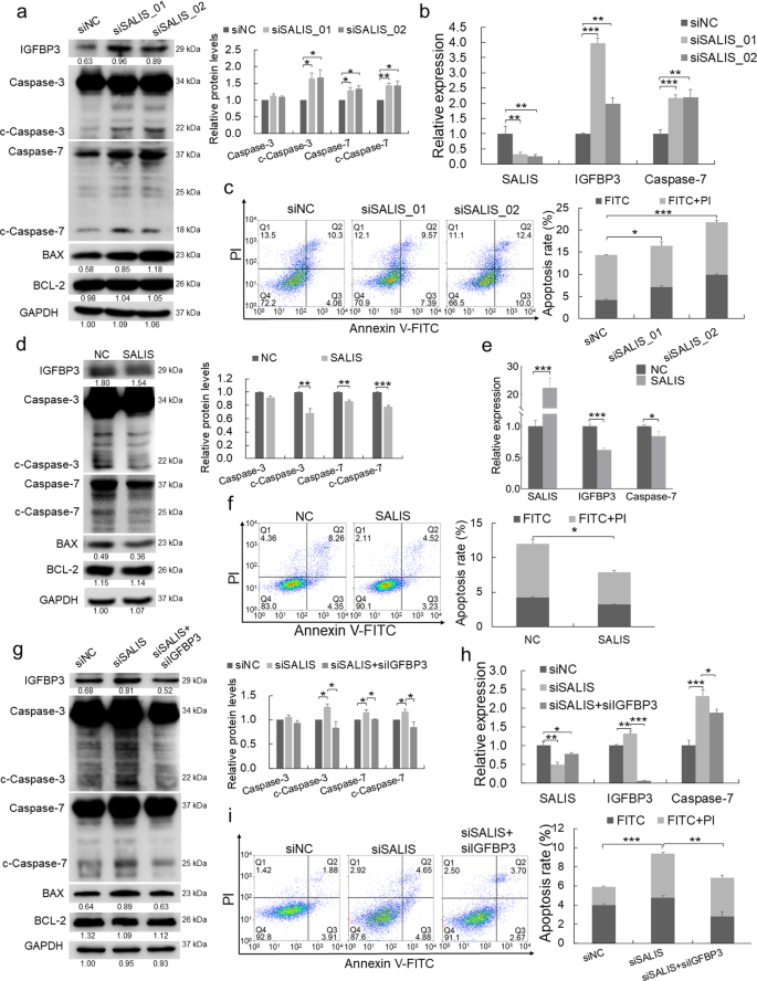 Fig. 4: SALIS represses apoptosis through IGFBP3 and Caspase-7.