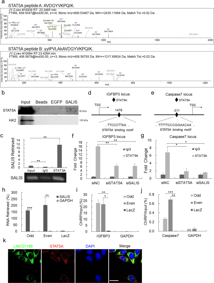 Fig. 5: SALIS associates with STAT5A to transcriptionally regulate the expression of IGFBP3 and Caspase-7.