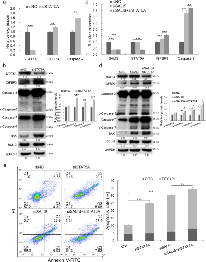 Fig. 6: The repression of IGFBP3 and Caspase-7 and apoptosis by SALIS is dependent on STAT5A.