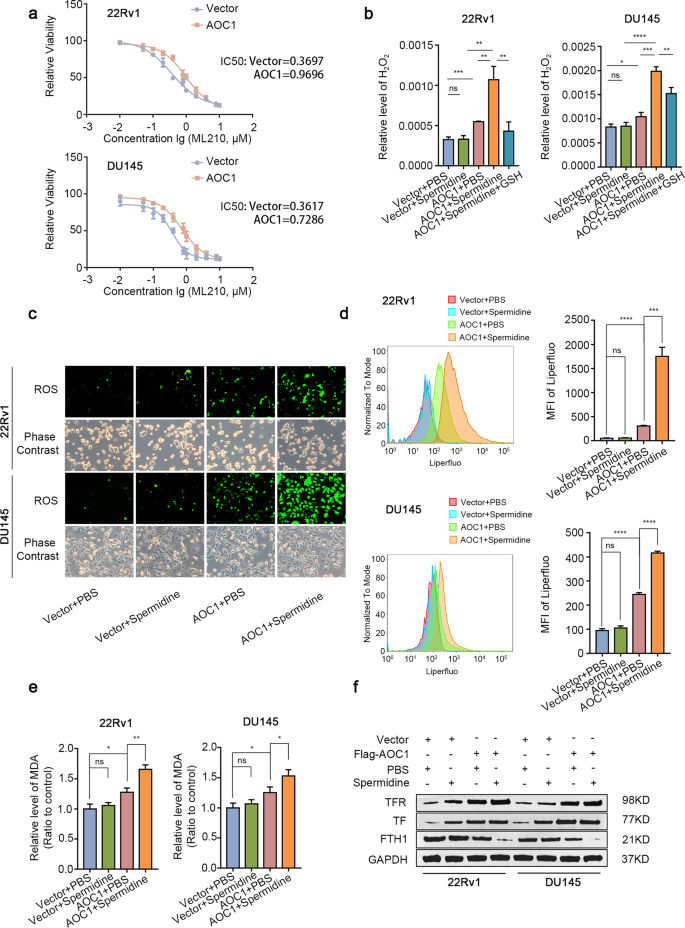 Fig. 5: ROS produced by AOC1 further triggers ferroptosis.