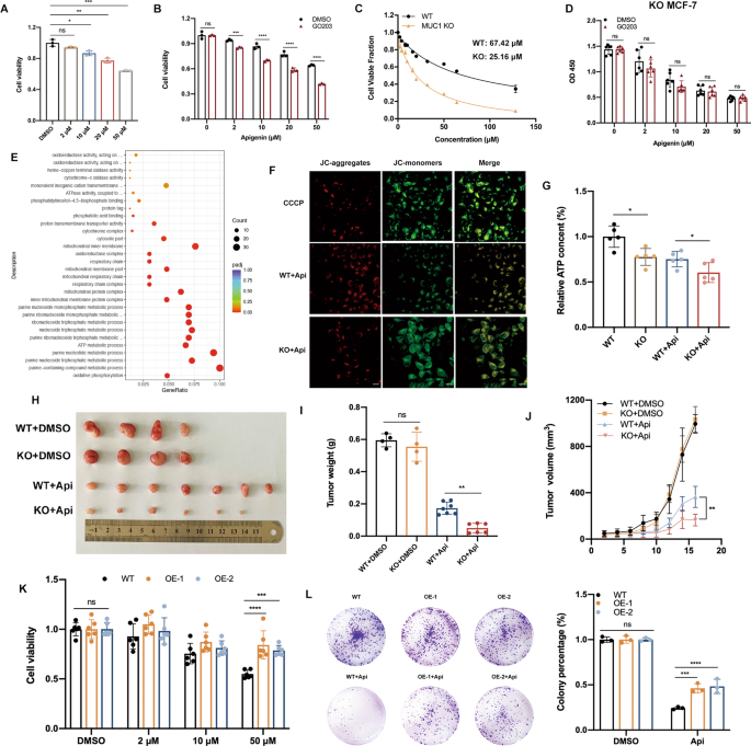 Fig. 1: MUC1 KO enhanced the cytotoxic sensitivity to apigenin in MCF-7 cells.