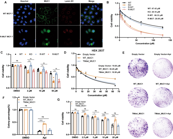 Fig. 3: The transmembrane domain was highly required for MUC1 induced drug resistance.
