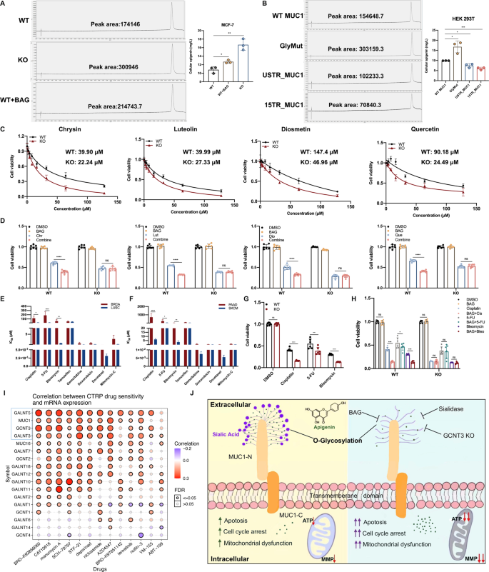 Fig. 5: The detection of intracellular apigenin uptake and validation for multiple chemotherapeutics.