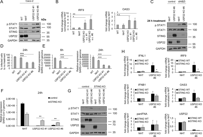 Fig. 6: Loss of USP22 protects against SARS-CoV-2 infection, replication and de novo infectious virus production in a STING-dependent manner.