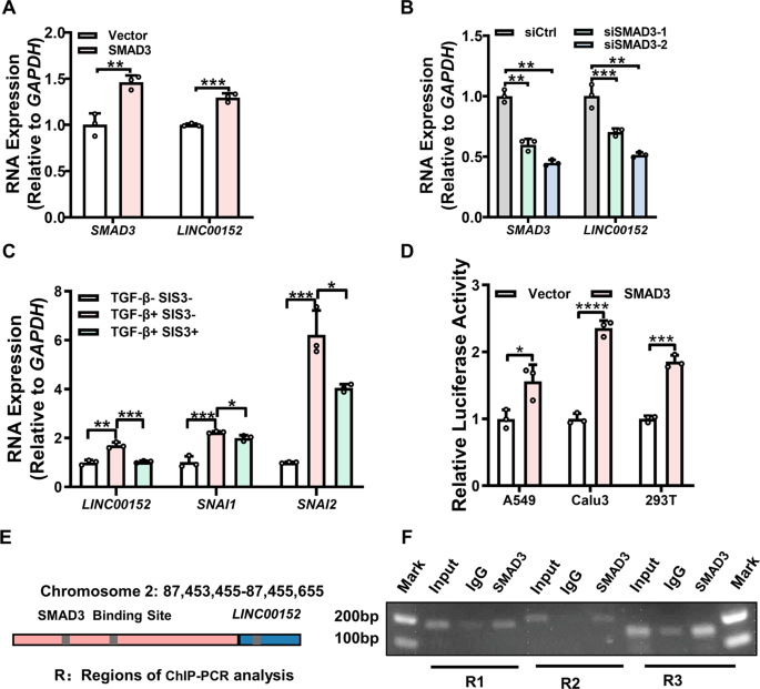 Fig. 2: LINC00152 is a direct transcriptional target of SMAD3.
