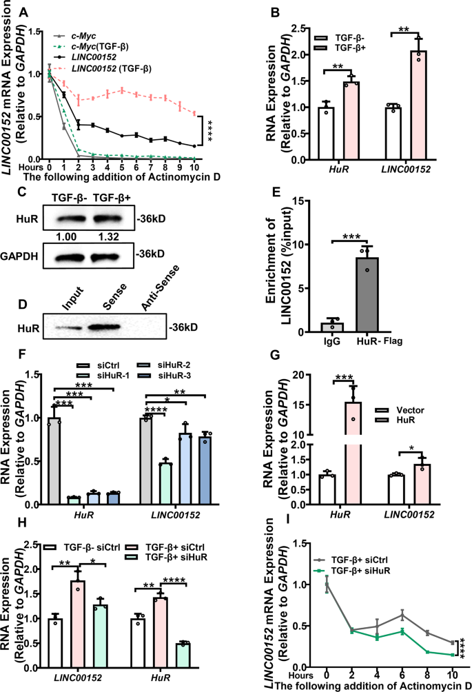 Fig. 3: TGF-β regulates mRNA stability of LINC00152 via HuR.