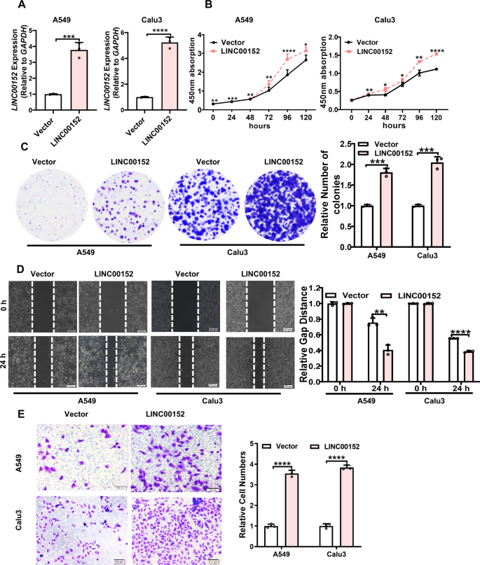 Fig. 5: Overexpression of LINC00152 promotes the survival, invasion and migration of LUAD cells in vitro.