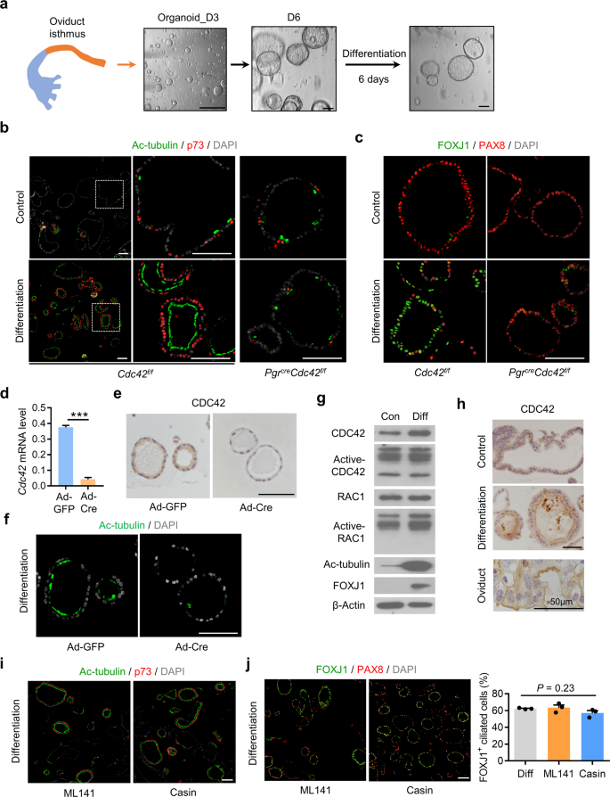 Fig. 3: CDC42 controls oviductal secretory cells transition into multiciliated cells independent of its GTPase activity.