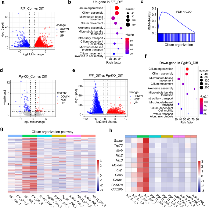 Fig. 5: CDC42 deficient oviductal organoids failed respond to the differentiation induction signal.