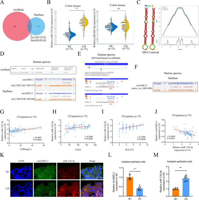 Fig. 2: miR-124-3p was identified as one target of circGMCL1.