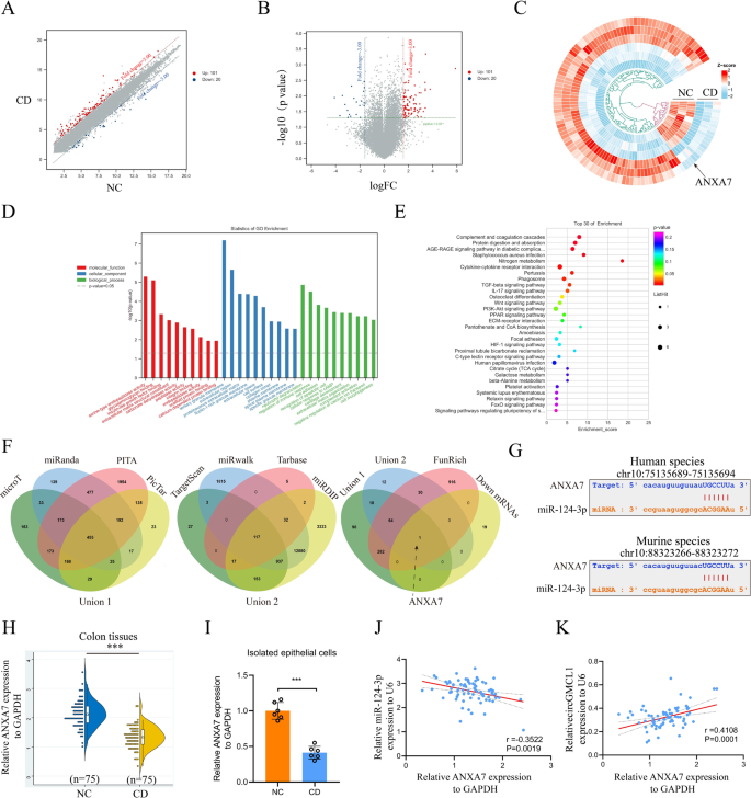 Fig. 3: ANXA7 was identified as one target gene of miR-124-3p.