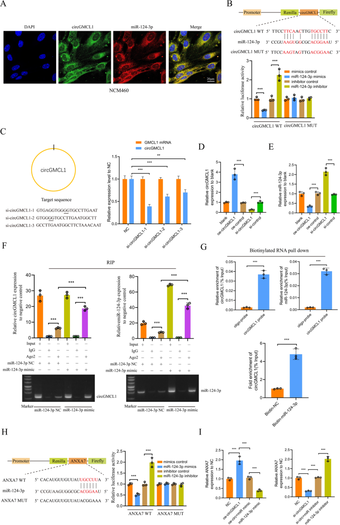 Fig. 4: Verification of the circGMCL1 ceRNA network.