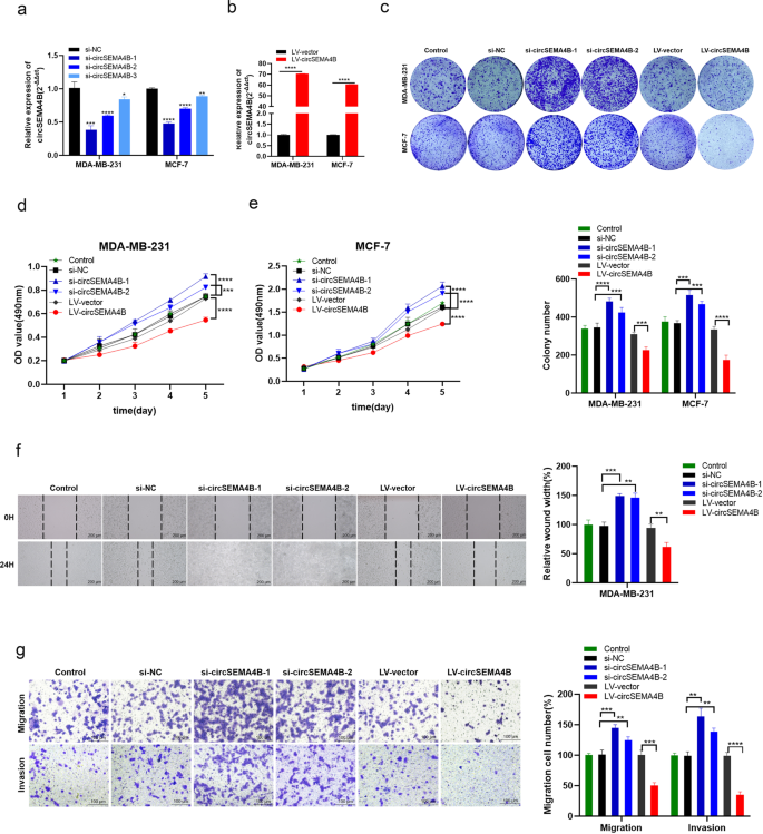 Fig. 2: CircSEMA4B suppresses the proliferation, migration, and invasion abilities of BC cells.
