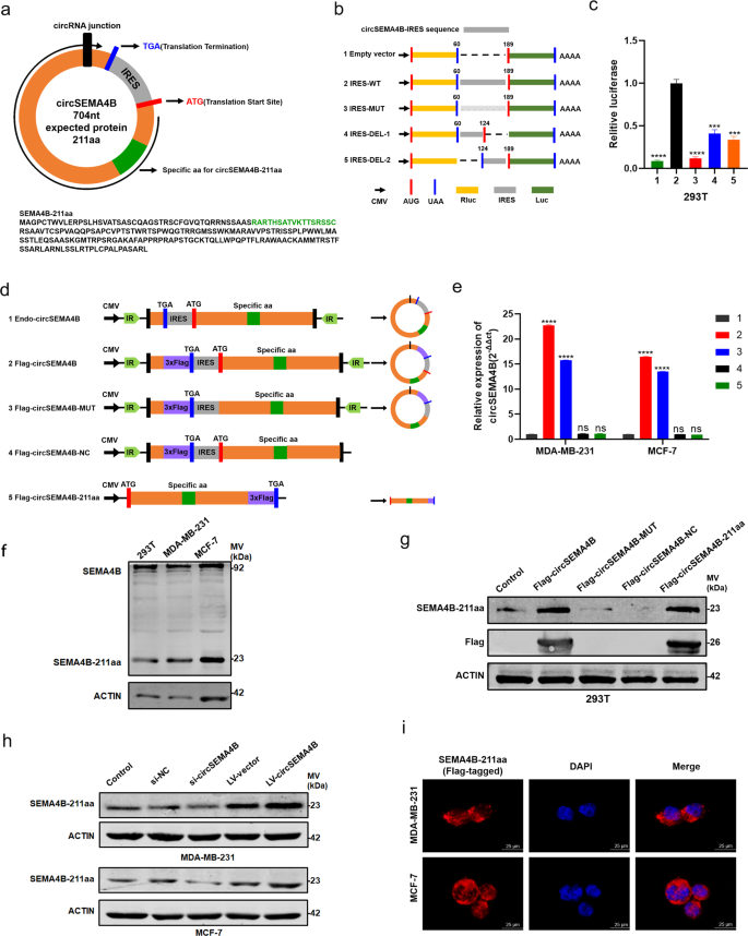 Fig. 3: CircSEMA4B encodes a novel protein, SEMA4B-211aa.