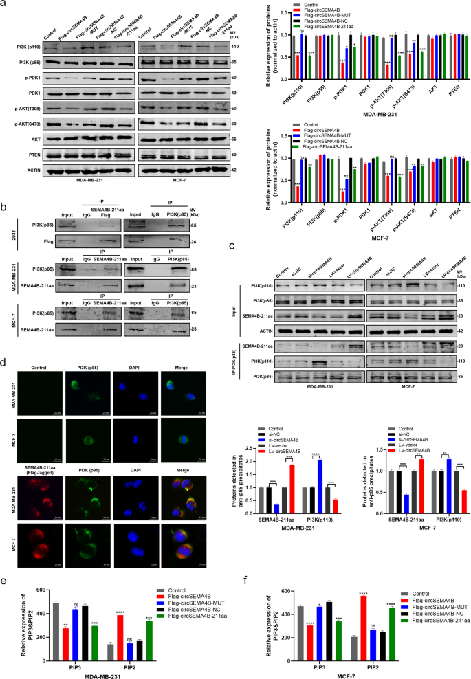 Fig. 5: SEMA4B-211aa interacts with p85 and regulates PI3K activity.