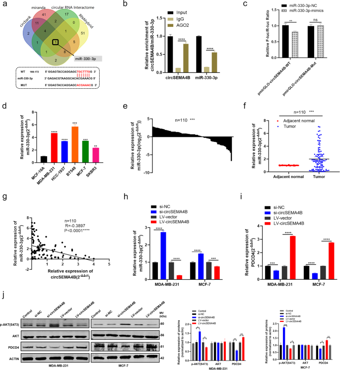 Fig. 6: CircSEMA4B serves as a sponge for miR-330-3p.