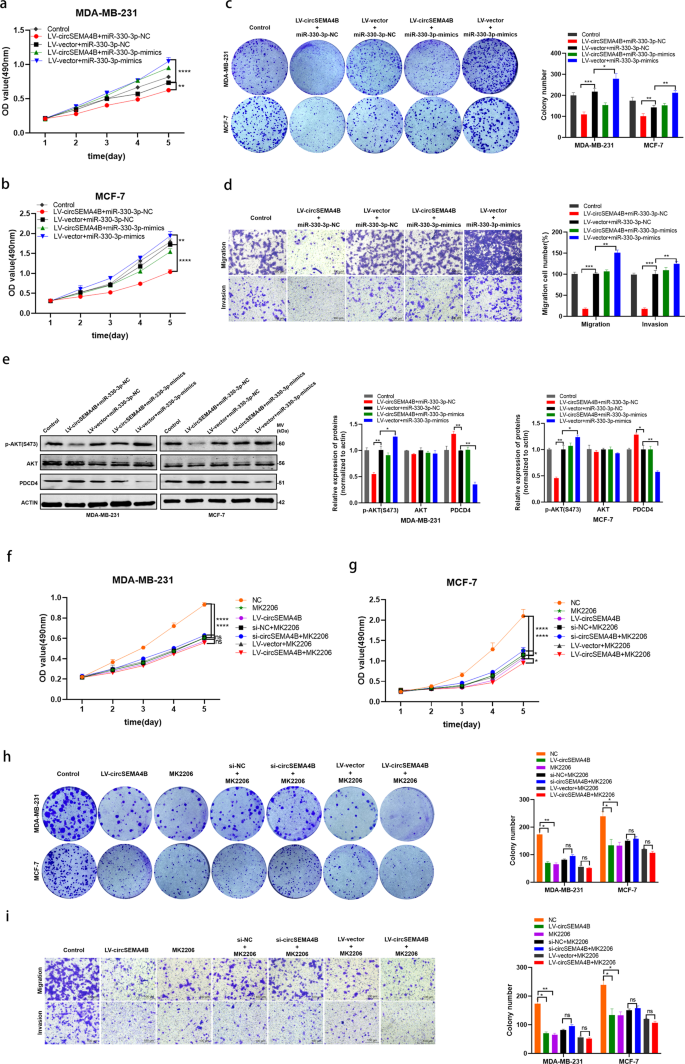 Fig. 7: CircSEMA4B regulates PDCD4 and PI3K/AKT pathway through acting as a sponge for miR-330-3p.