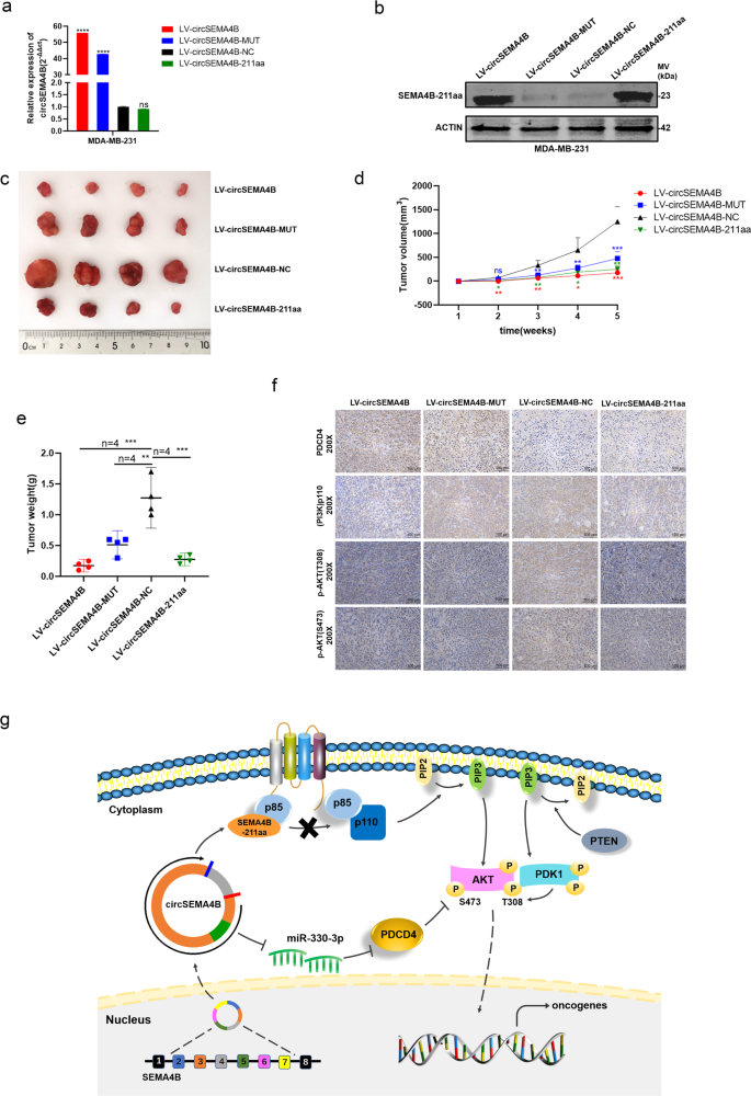 Fig. 8: CircSEMA4B suppresses BC tumorigenicity in vivo.